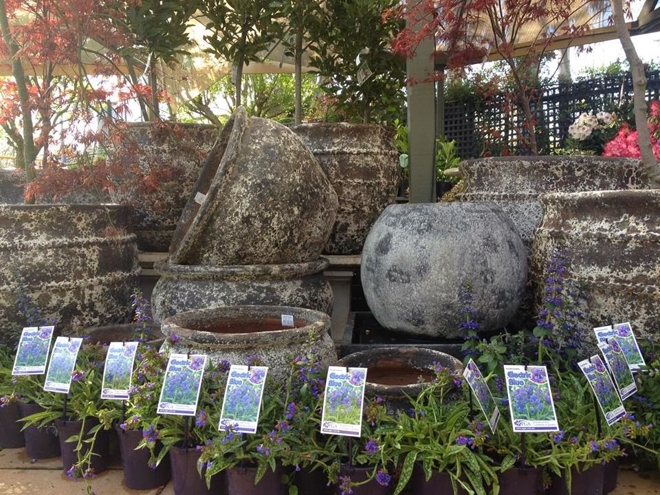 The Garden Botanicus Perfectus | florist | Cowper St, Dickson ACT 2602, Australia | 0262473537 OR +61 2 6247 3537