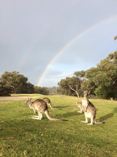 Kangaroo Viewing Tours Anglesea | 1 Golf Links Rd, Anglesea VIC 3230, Australia | Phone: (03) 5263 1582