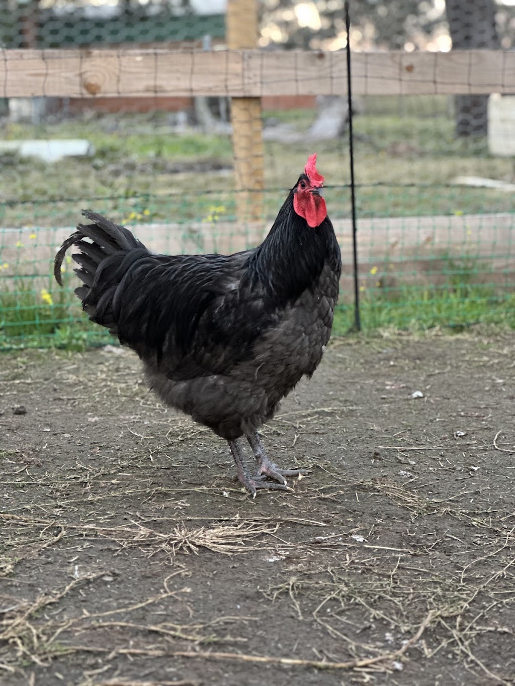 Country chicken | 125b Whitaker Rd, Rossmore NSW 2557, Australia | Phone: 0470 223 878