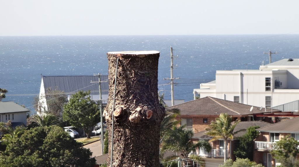Branch Management Total Tree Services - Newcastle Tree Removal | 121 Dudley Rd, Charlestown NSW 2290, Australia | Phone: 0419 289 223