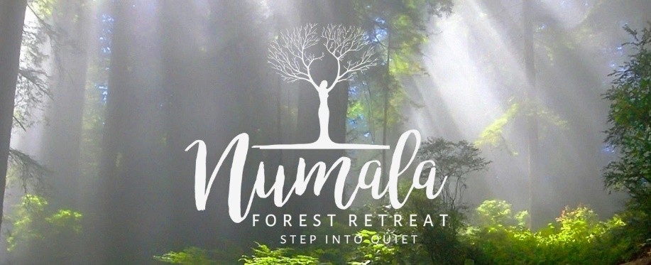 Numala Forest Retreat | 120 Davenport Dr, Bonogin QLD 4213, Australia | Phone: 0435 169 474