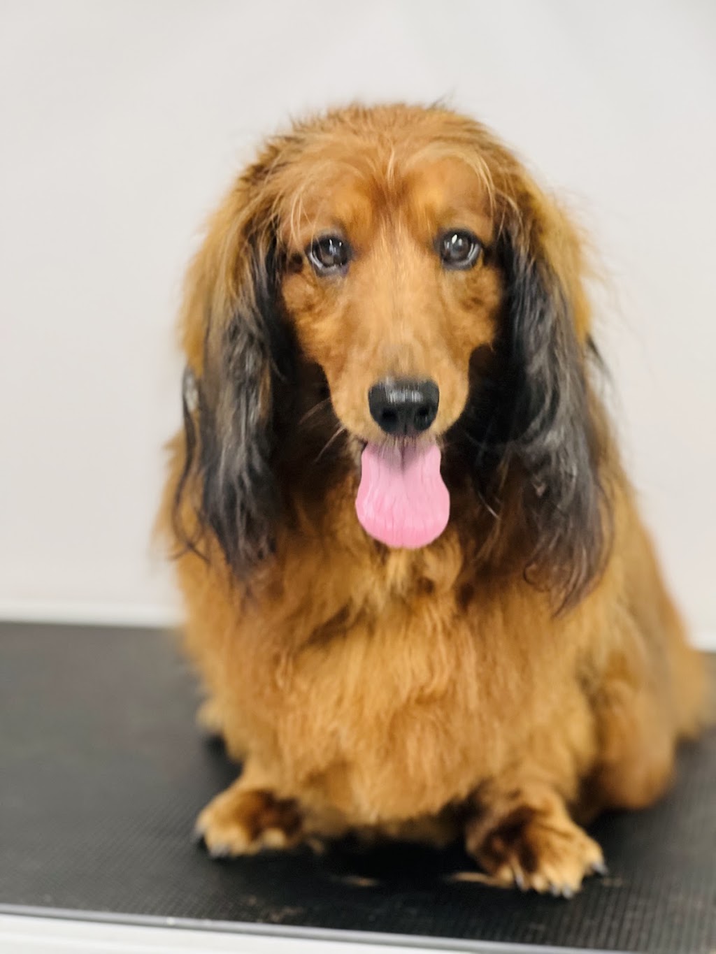 DC PETS | Pet Beauty Salon | 123-125 James St, Templestowe VIC 3106, Australia | Phone: 0411 576 789