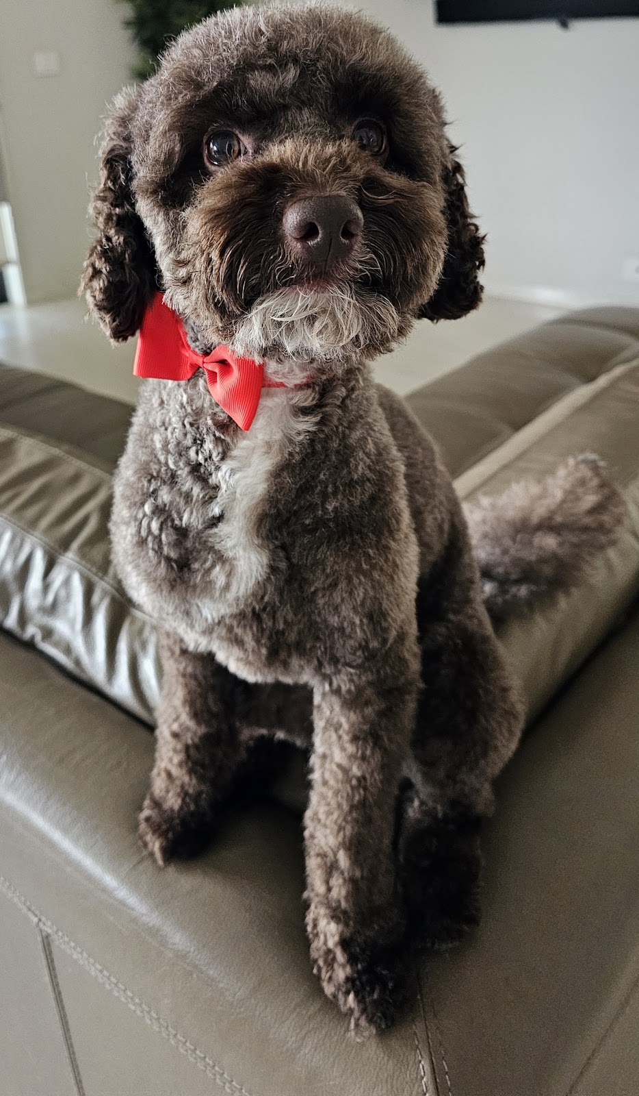 The Dog Grooming Garage | 13 Wiregrass Ave, Denham Court NSW 2565, Australia | Phone: 0438 049 618