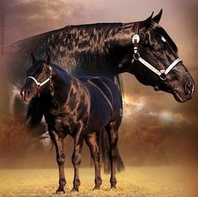 Crownk Quarter Horse Stud | travel agency | 4592 Golden Hwy, Merriwa NSW 2329, Australia | 0265483128 OR +61 2 6548 3128