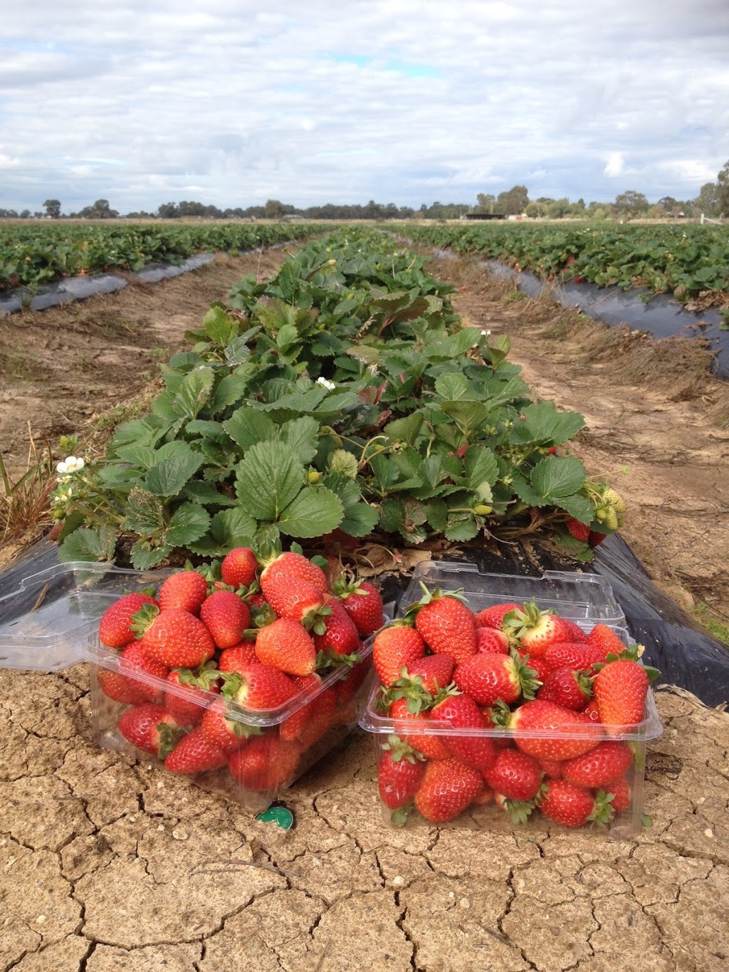 The Strawberry Pick | 359 Lady Augusta Rd, Echuca Village VIC 3564, Australia | Phone: 0414 555 044