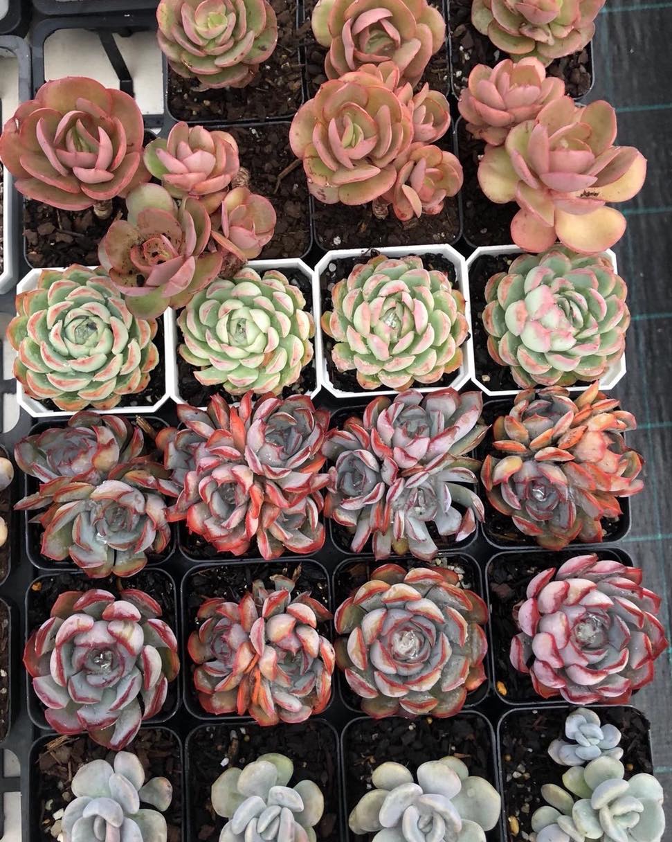 RNT SUCCULENTS | 8 Coulson Rd, Monbulk VIC 3029, Australia | Phone: 0405 508 998