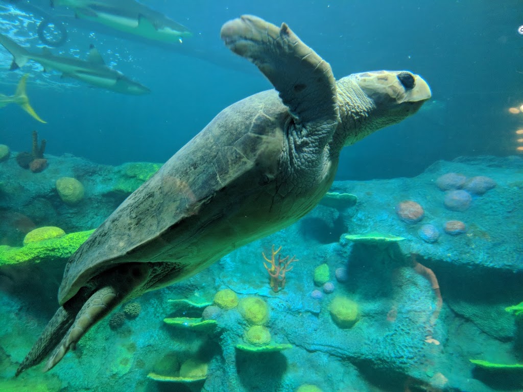 SEA LIFE Sydney Aquarium | 1-5 Wheat Rd, Sydney NSW 2000, Australia | Phone: 1800 199 657