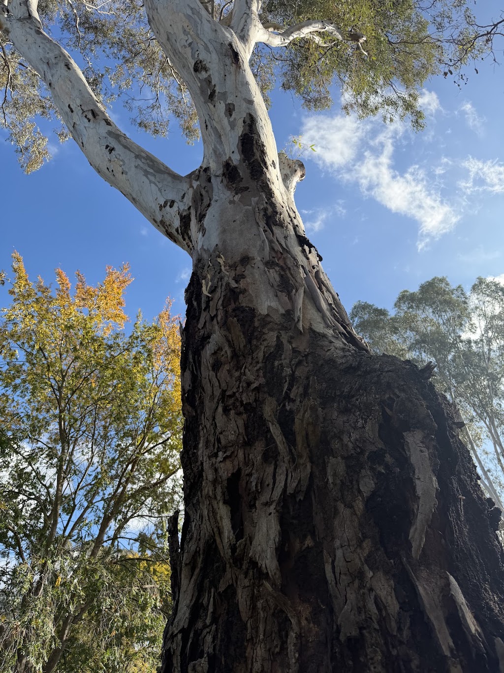 Ultimate pest solutions & property maintenance | 150 River Rd, Kialla VIC 3631, Australia | Phone: 0490 433 357