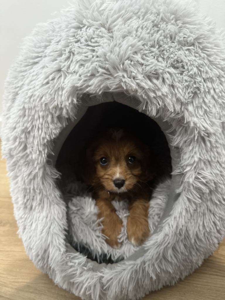 Cuddle a Cavoodle | Northern Rivers, Kyogle NSW 2474, Australia | Phone: 0450 208 420