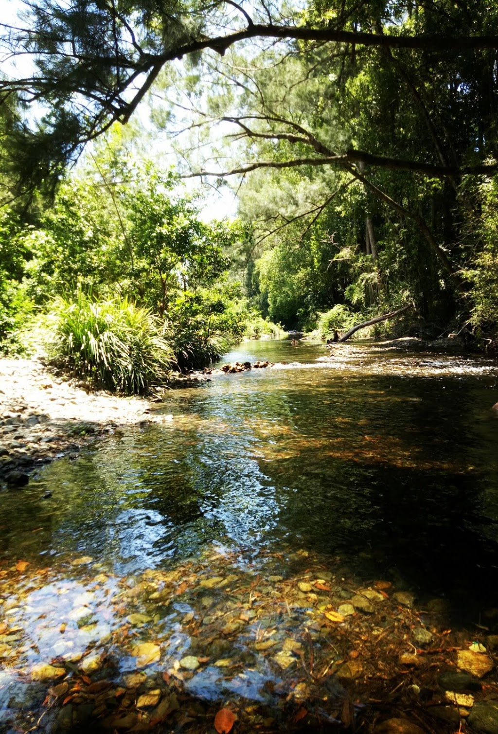Never Never Creek | park | Bellingen NSW 2454, Australia