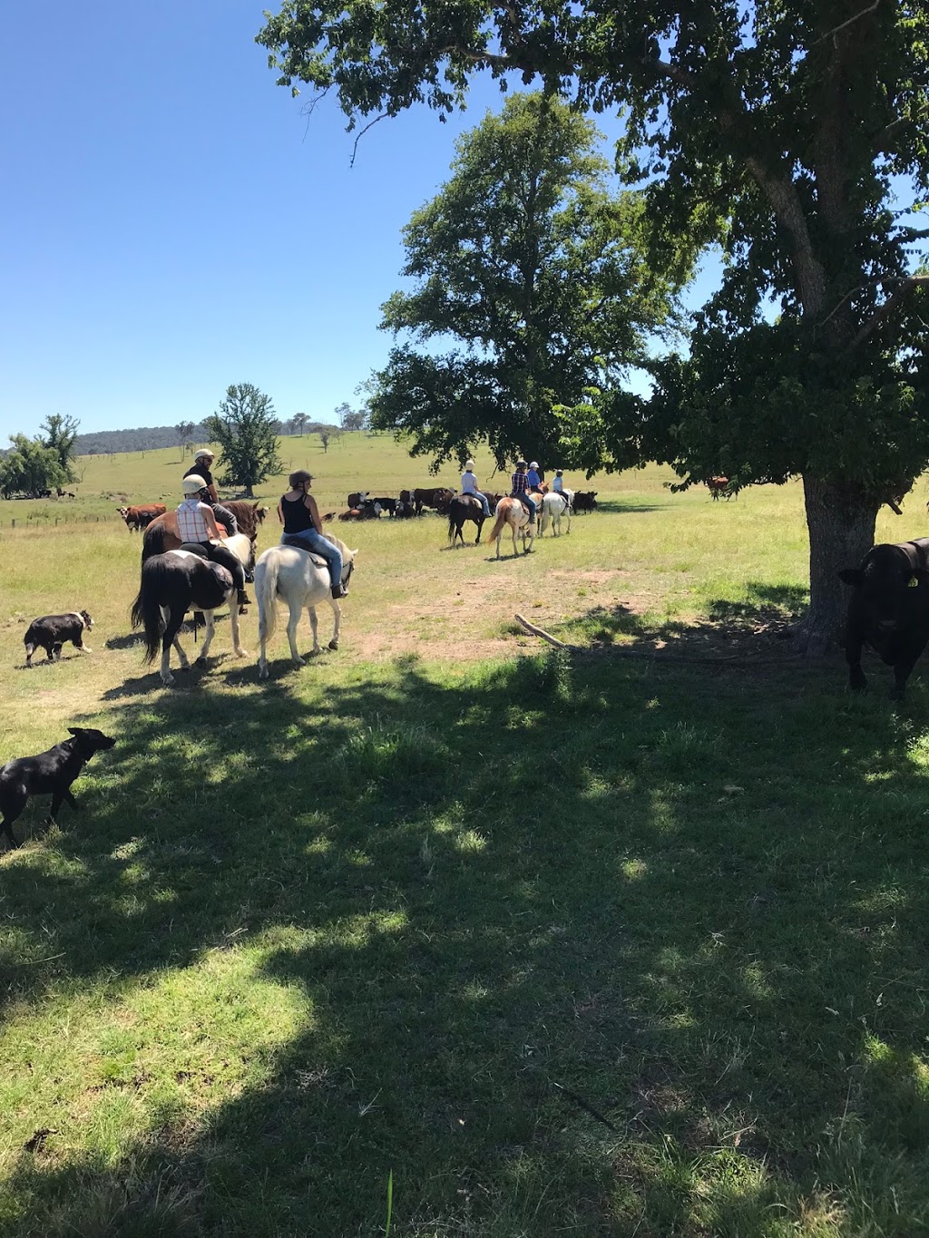 Harlow Park Horse Riding | 318 Gostwyck Rd, Uralla NSW 2358, Australia | Phone: (02) 6778 4631