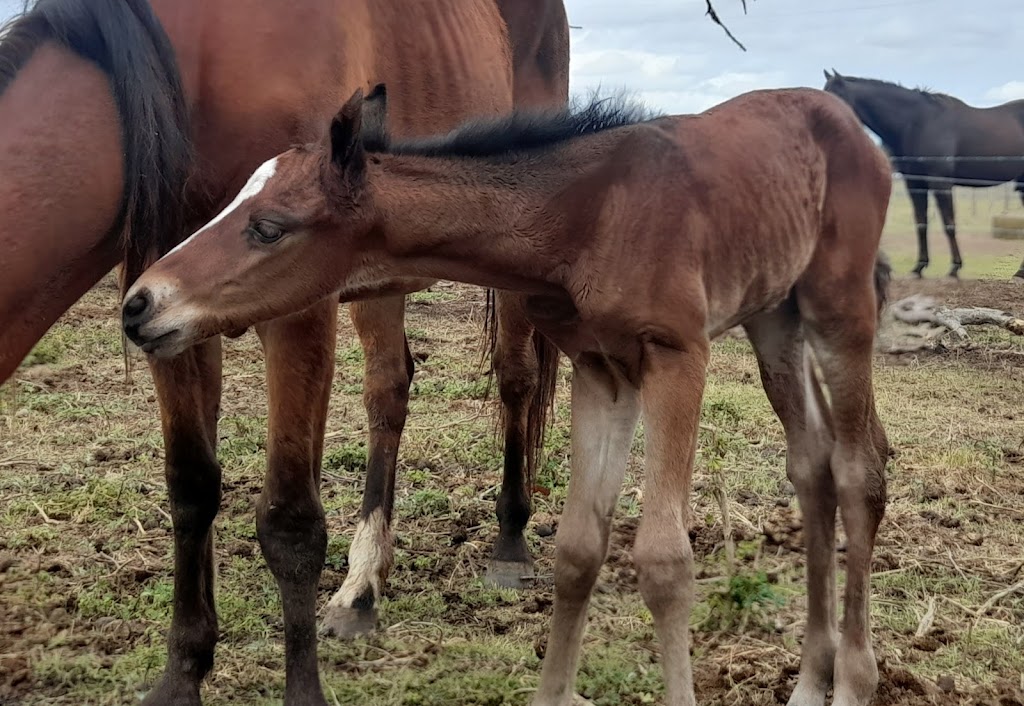 Oscayne Performance Horses | Waddells Ln, Singleton NSW 2330, Australia | Phone: 0417 425 669