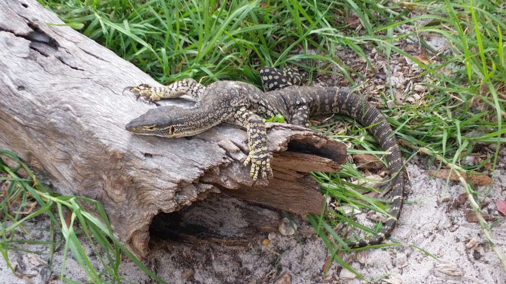 Armadale Reptile & Wildlife Centre | 304-308 S Western Hwy, Wungong WA 6112, Australia | Phone: (08) 9399 6927