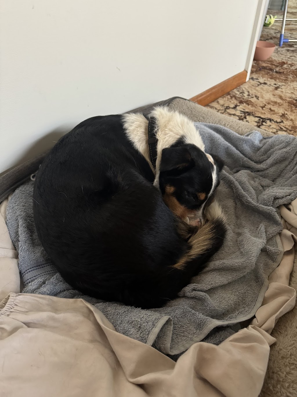 St Arnaud Veterinary Surgery | 14 Inglewood Rd, St Arnaud VIC 3478, Australia | Phone: (03) 5495 1244