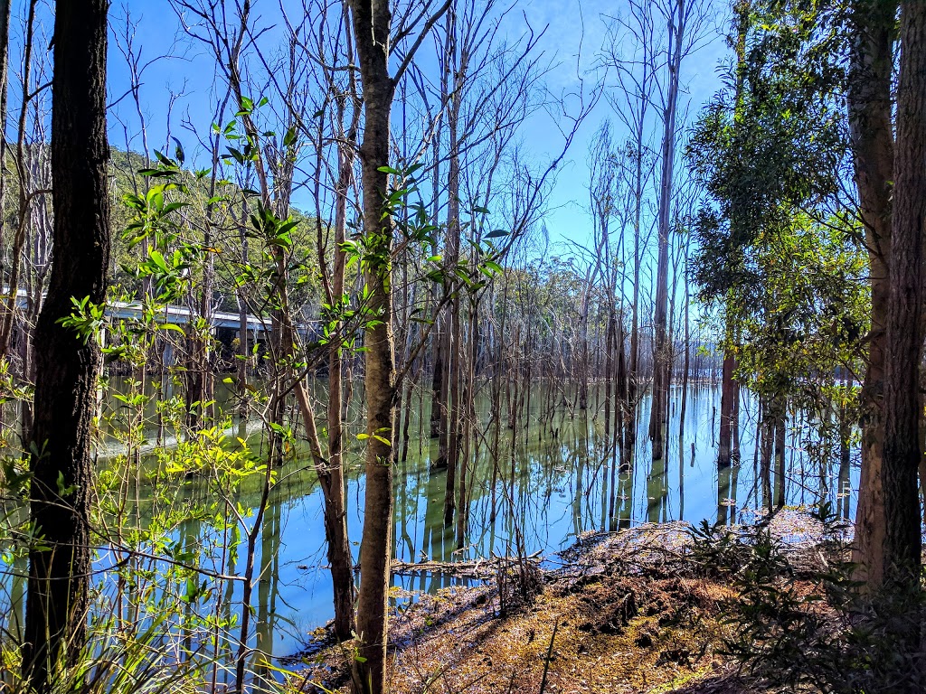 Springbrook Conservation Park | park | Numinbah Valley QLD 4211, Australia