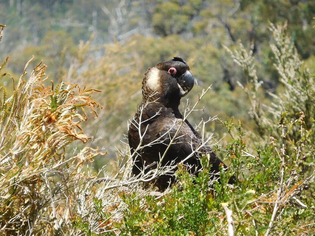 Thorns Mountain Retreats and Millinup Estate Wines | 2226 Porongurup Rd, Porongurup WA 6324, Australia | Phone: (08) 9853 1105