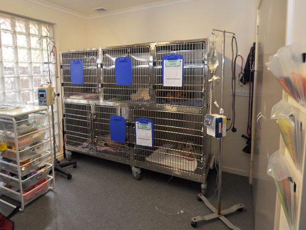 Carrum Downs Veterinary Hospital | 155 Hall Rd, Carrum Downs VIC 3198, Australia | Phone: (03) 9782 8766