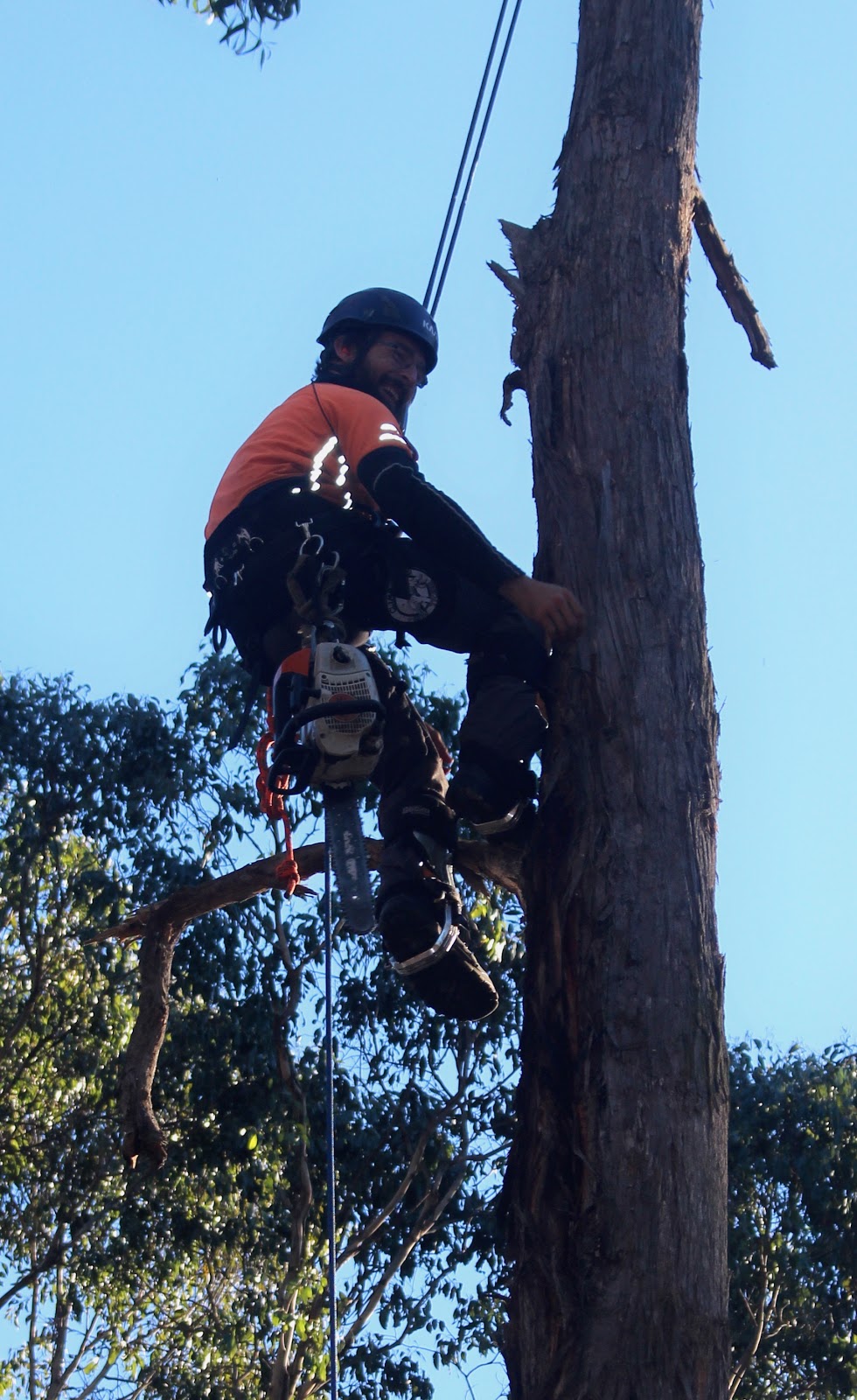 Tree Doctor Tasmania | 148 Don Rd, Stony Rise TAS 7310, Australia | Phone: 0427 024 401