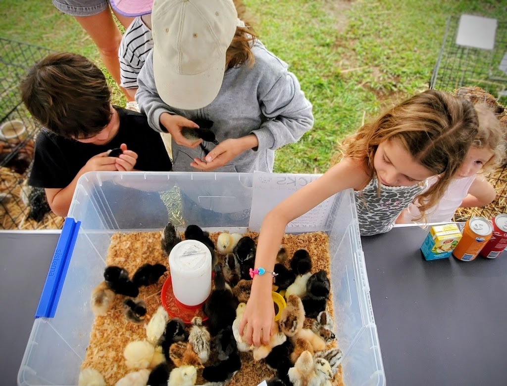 Aussie Chook Co | Dayboro QLD 4521, Australia | Phone: 0419 366 405