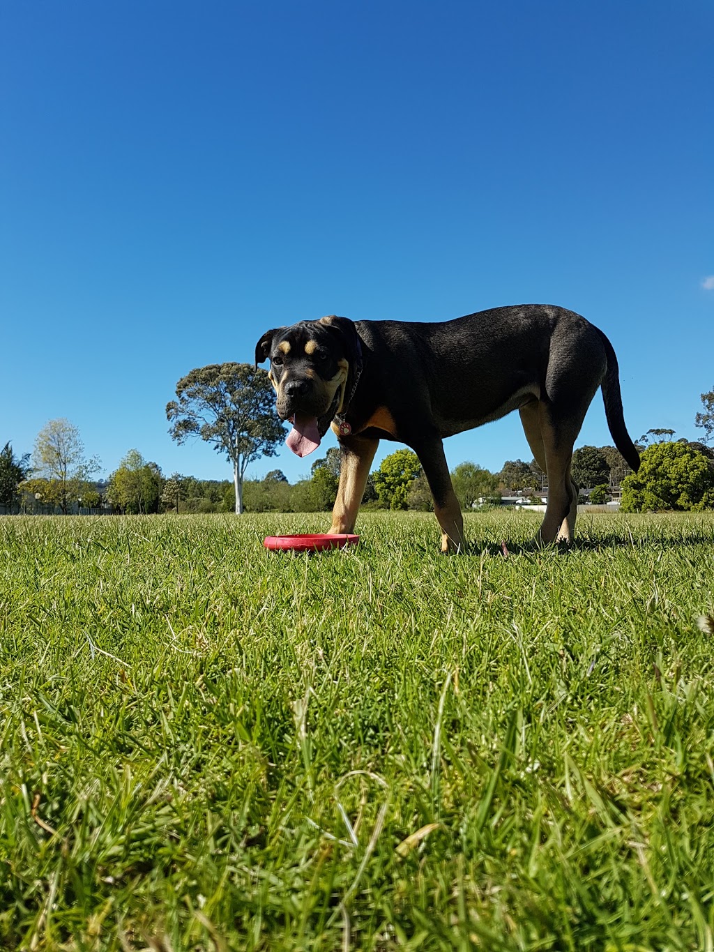 Wallsend Dog Off-Leash Area | park | 23/53 B53, Wallsend NSW 2287, Australia