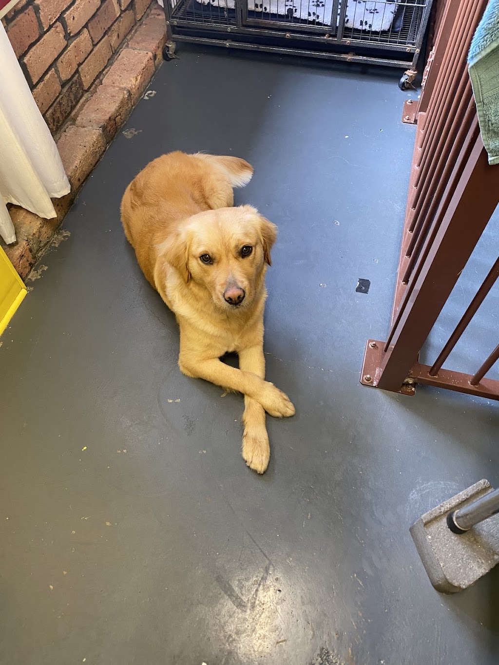 Precious Little Paws | 33 Peugeot Dr, Ingleburn NSW 2565, Australia | Phone: 0425 301 880