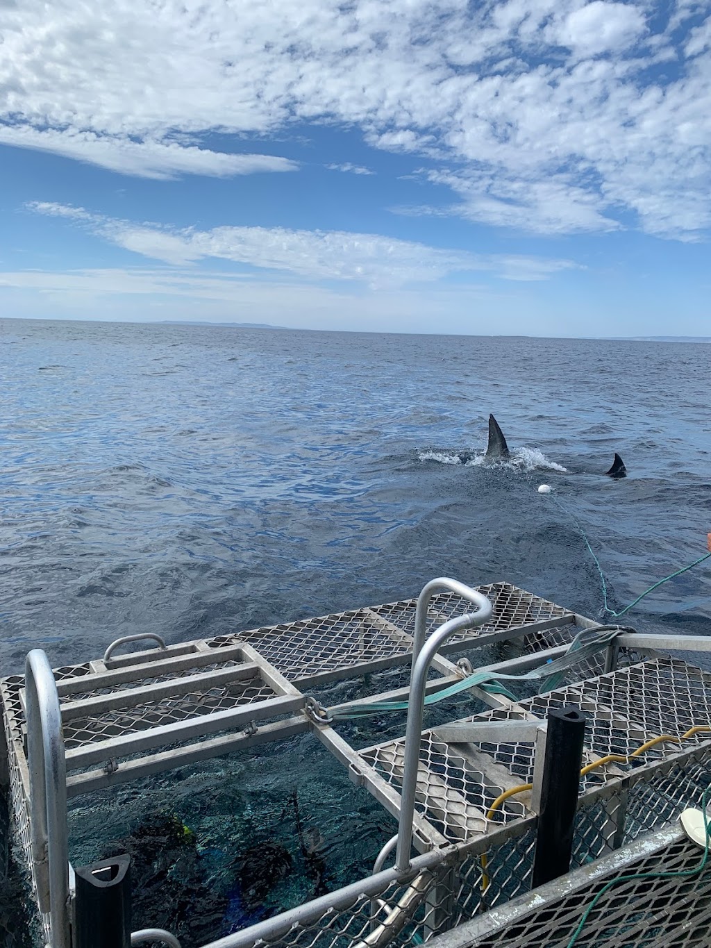 Shark Cage Diving with Calypso Star Charters | 10 S Quay Blvd, Port Lincoln SA 5606, Australia | Phone: (08) 8682 3939