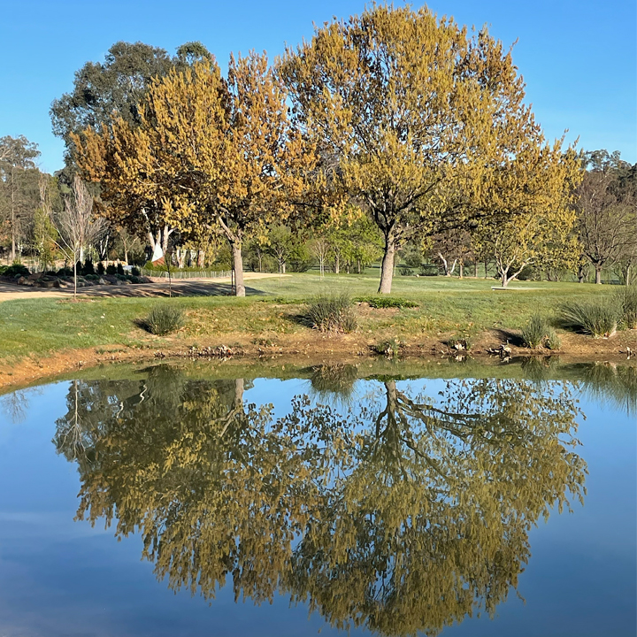 Mellowood Farm | 145 Locarno Rd, Clydesdale VIC 3461, Australia | Phone: 0418 503 378