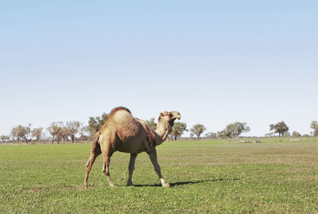 Charlotte Plains | 1993 Charlotte Plains Road, Cunnamulla QLD 4490, Australia | Phone: (07) 4588 8804