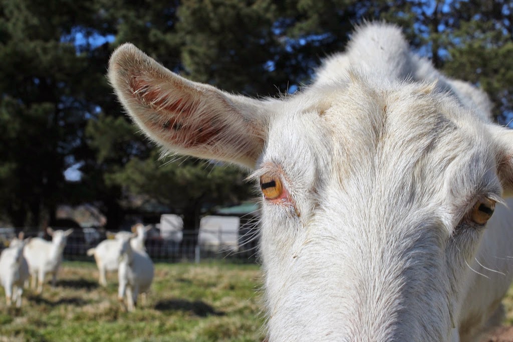 Jannei Goat Dairy | 11 View St, Lidsdale NSW 2790, Australia | Phone: (02) 6355 1107