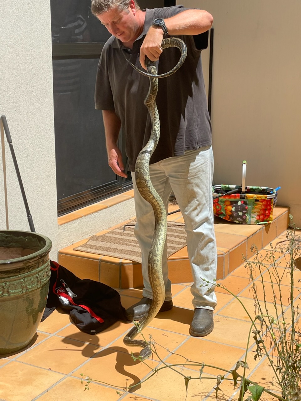 All Snake and Critter Catcher | 205 McGinn Rd, Ferny Grove QLD 4055, Australia | Phone: 0491 747 871