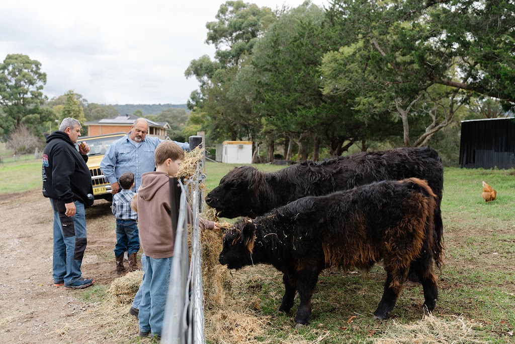 Crestview Minis - Highland Galloway Minature Cow Experience | Bells Rd, Grose Vale NSW 2753, Australia | Phone: 0414 700 540