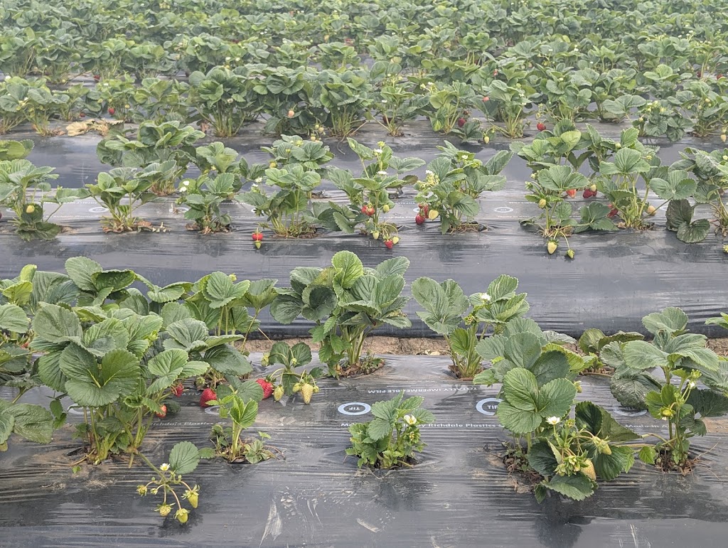 Naturipe Fruits - Bacchus Marsh Strawberry Farm | 534 Bacchus Marsh Rd, Bacchus Marsh VIC 3340, Australia | Phone: 0419 340 363