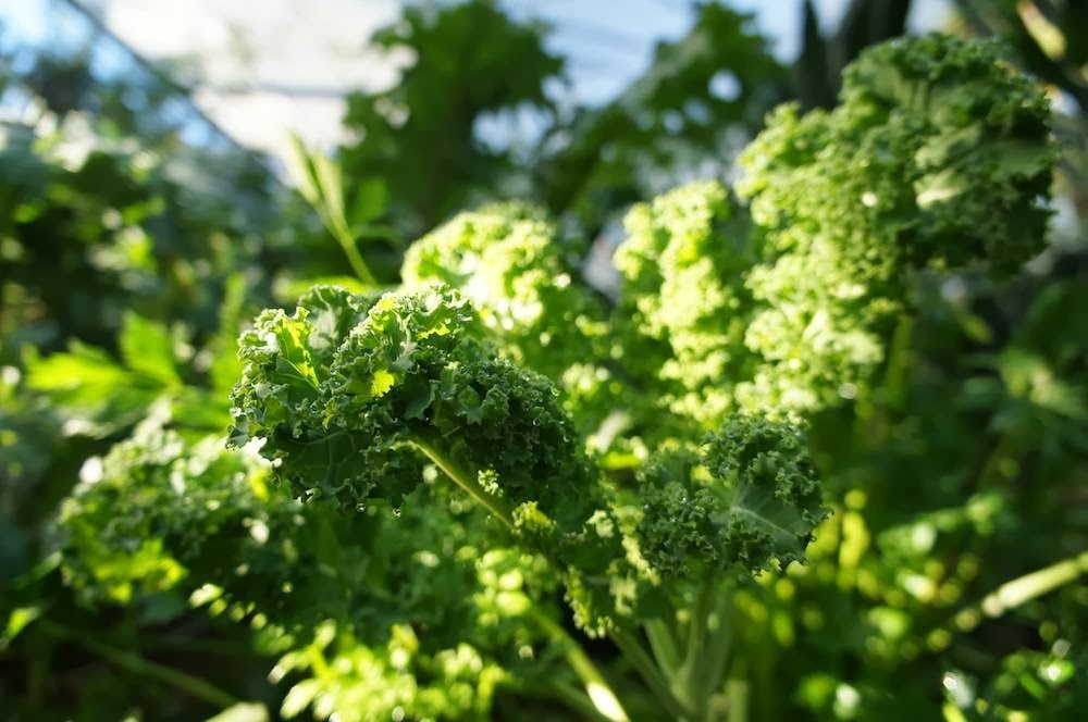 Currumbin Valley Harvest | natural feature | 1380 Currumbin Creek Rd, Currumbin Valley QLD 4223, Australia | 0755330309 OR +61 7 5533 0309