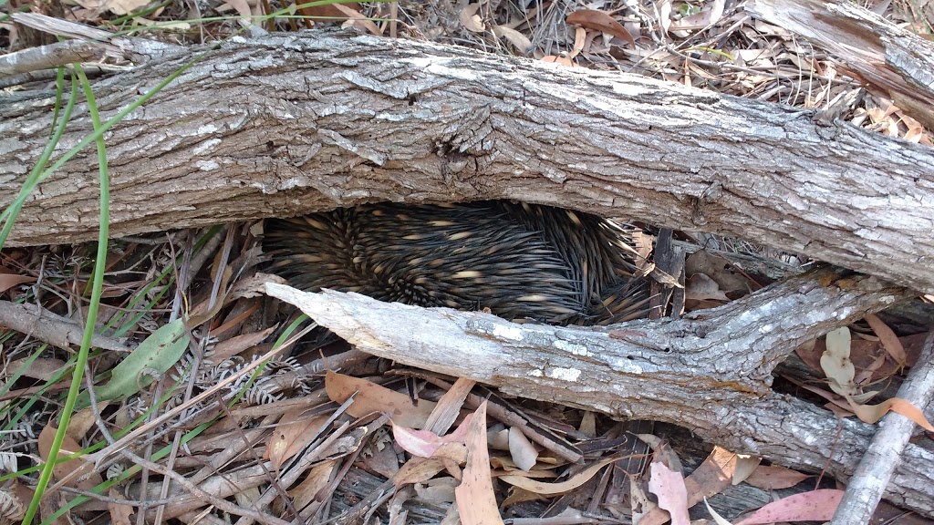 Bayview Conservation Park | Days Rd, Redland Bay QLD 4165, Australia | Phone: (07) 3829 8999