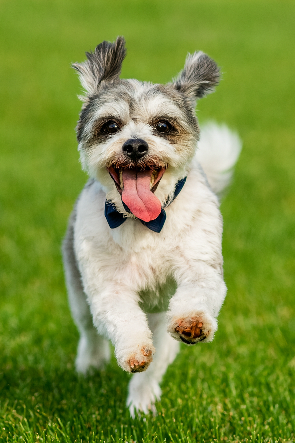Smudge dog grooming | 1 Medlar Ave, Manor Lakes VIC 3024, Australia | Phone: 0435 100 026