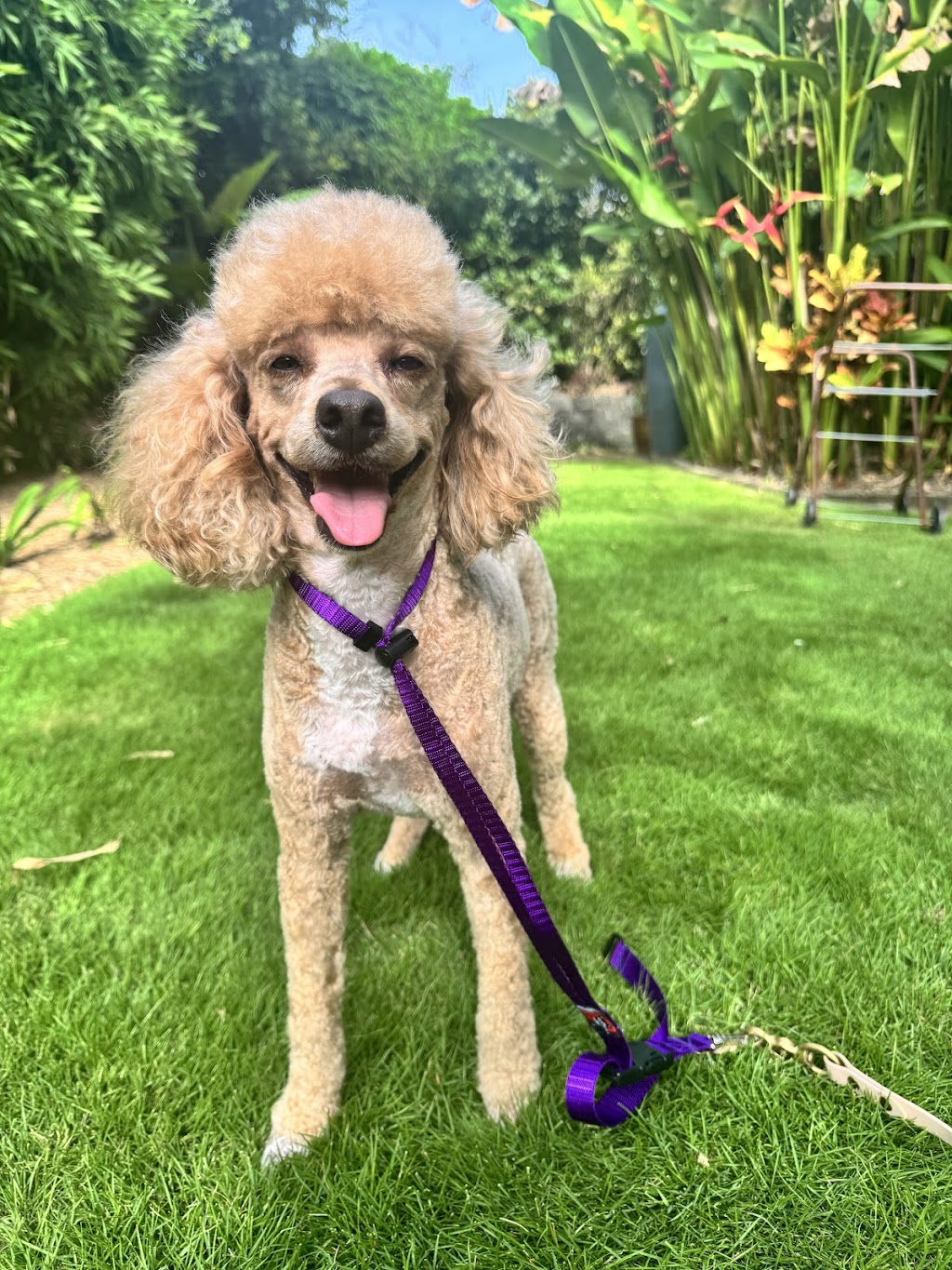 PJ’s Dog Grooming (Sapphire Beach, Coffs Harbour) | Lakeside Dr, Sapphire Beach NSW 2450, Australia | Phone: 0423 501 191