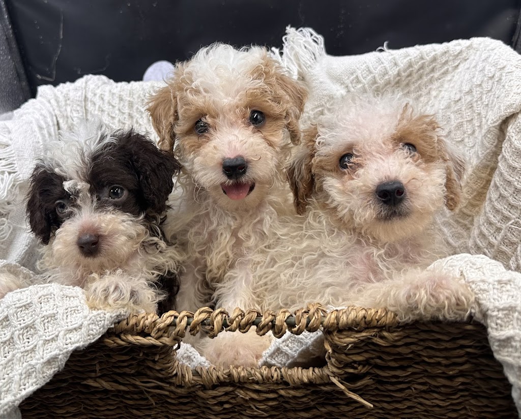 Sirrandi poodles and oodles | Mount Tarampa Rd, Mount Tarampa QLD 4311, Australia | Phone: 0489 020 024