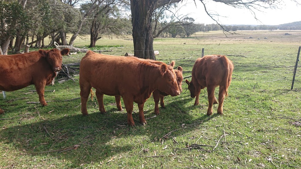 Monaro Fly Fishing Lodging and Guiding Service |  | 158 Jarake Rd, Greenlands NSW 2631, Australia | 0407518380 OR +61 407 518 380