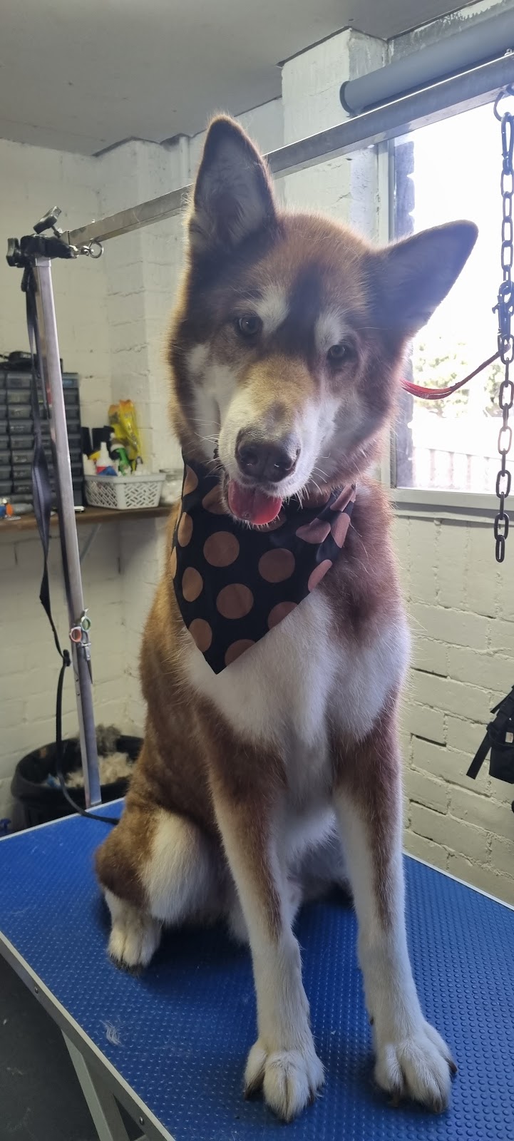 Pawtastic Pet Grooming | 6 Hanalei Ave, Chittaway Bay NSW 2261, Australia | Phone: 0431 335 095