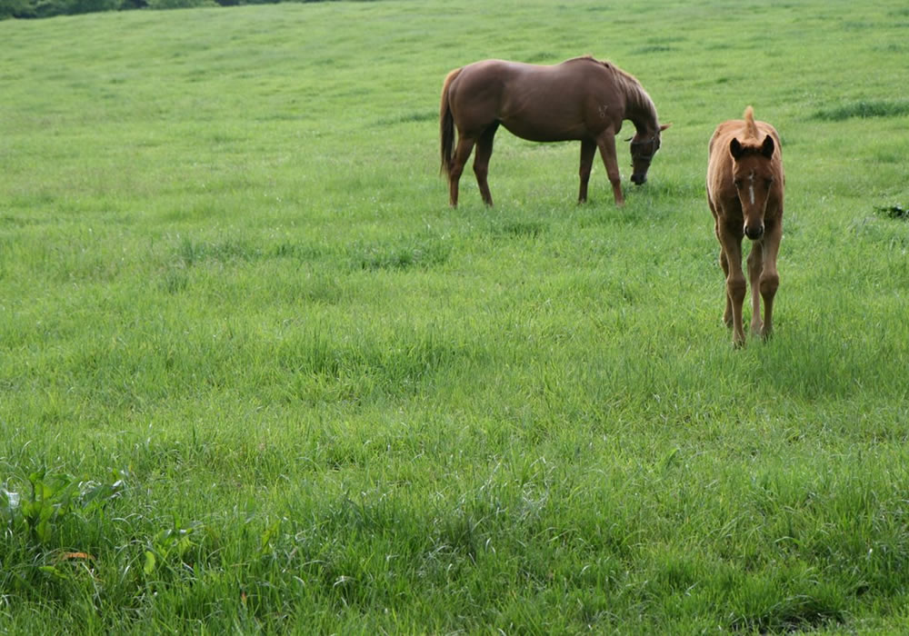 Vine Lodge Horse Agistment | 24 Exeter Rd, Exeter NSW 2579, Australia | Phone: 0427 579 628