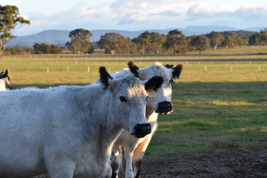 Benbullen Speckle Park Meats | Maffco La, Maffra VIC 3860, Australia | Phone: 0473 469 186