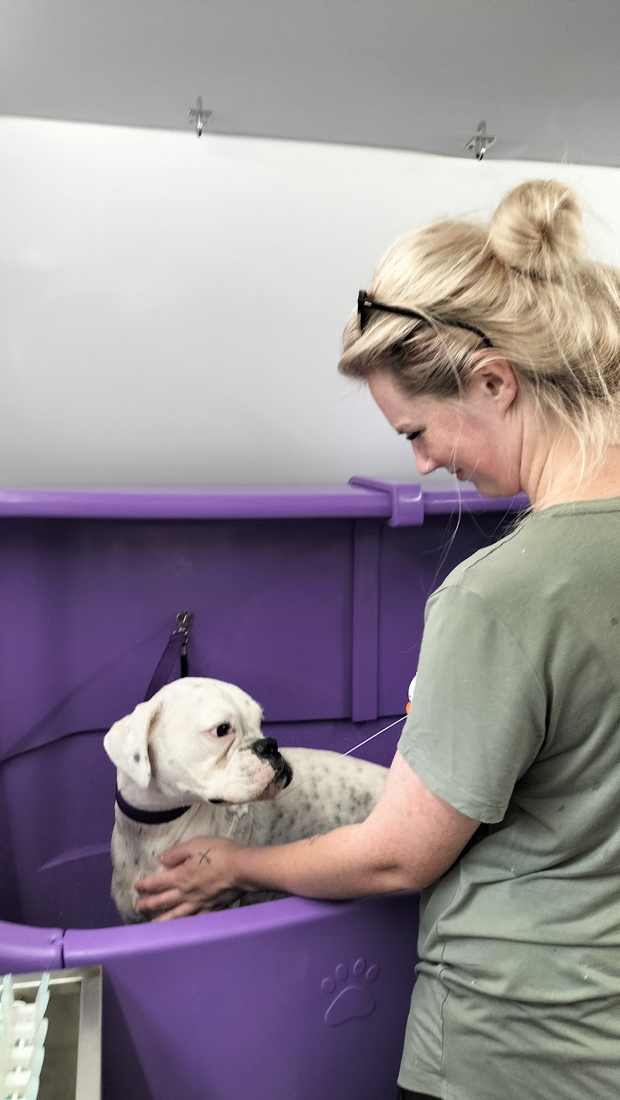 The Mobile Dog Barber | Leopardwood Rd, Cedar Grove QLD 4285, Australia | Phone: 0400 739 869