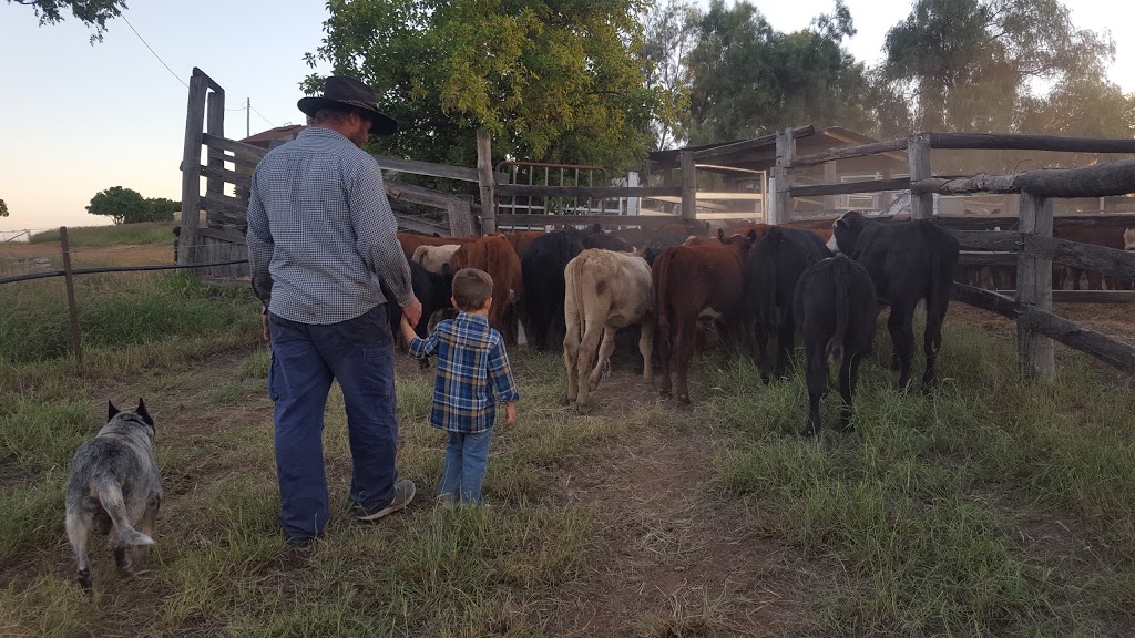 Jerakala Beef | 20024 Burnett Hwy, Mundubbera QLD 4626, Australia | Phone: (07) 4165 4909