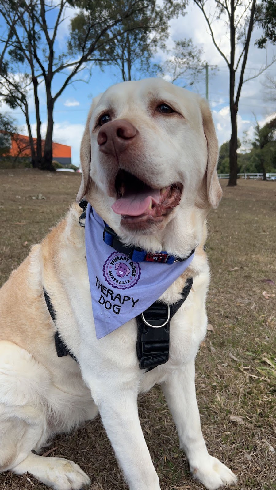 Talking Tails | Samford Community Hub, 2204 Mount Samson Rd, Samford Valley QLD 4520, Australia | Phone: 0434 554 630