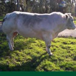 Nathan Gibbon Livestock Pty Ltd | Victorian Livestock Exchange, Exchange Dr, Pakenham VIC 3810, Australia | Phone: (03) 5941 4666