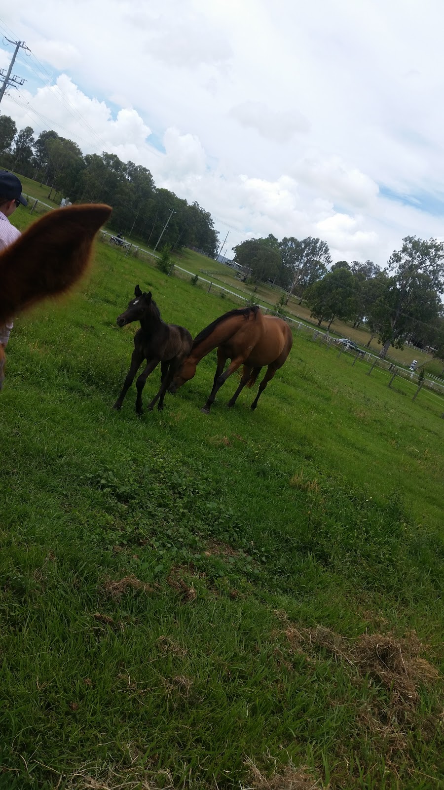 Cushavon Park Equestrian Centre | 35-153 Tamborine Mountain Rd, Tamborine QLD 4270, Australia | Phone: (07) 5543 6476