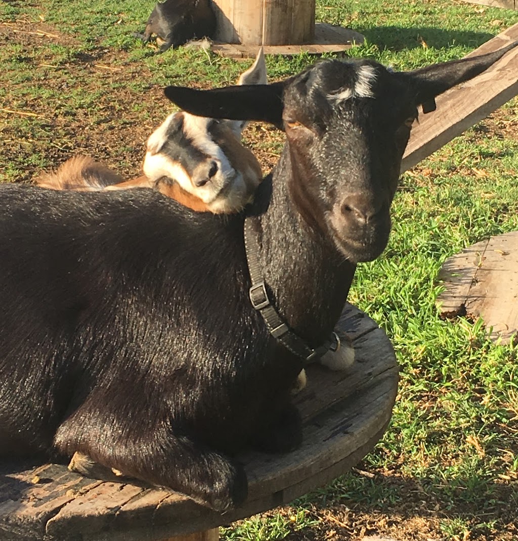 buccanwood miniature goats |  | 40/42 Ooah Cct, Buccan QLD 4207, Australia | 0430045526 OR +61 430 045 526
