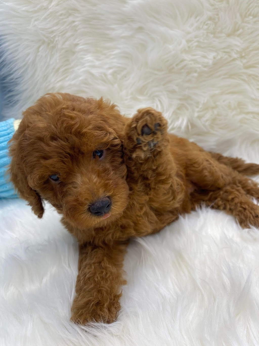 Serenity Bay Puppies | Main Green Swamp Rd N, Churchable QLD 4311, Australia | Phone: 0421 823 422