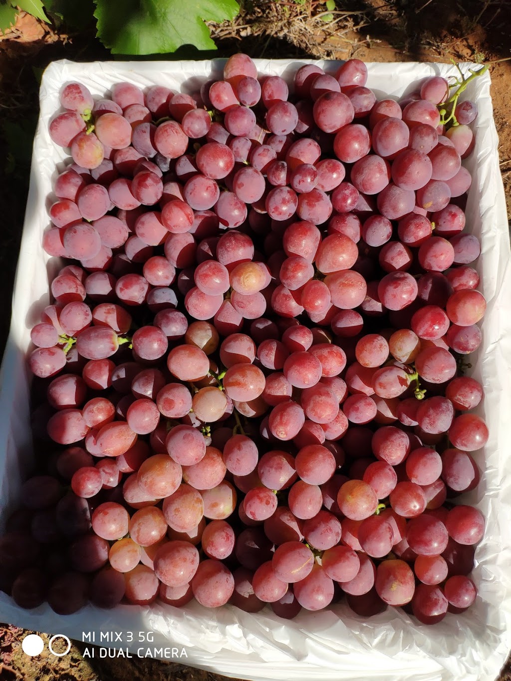 Tabletop Grapes | 14 Sultana Ave, Irymple VIC 3498, Australia | Phone: (03) 5024 5355