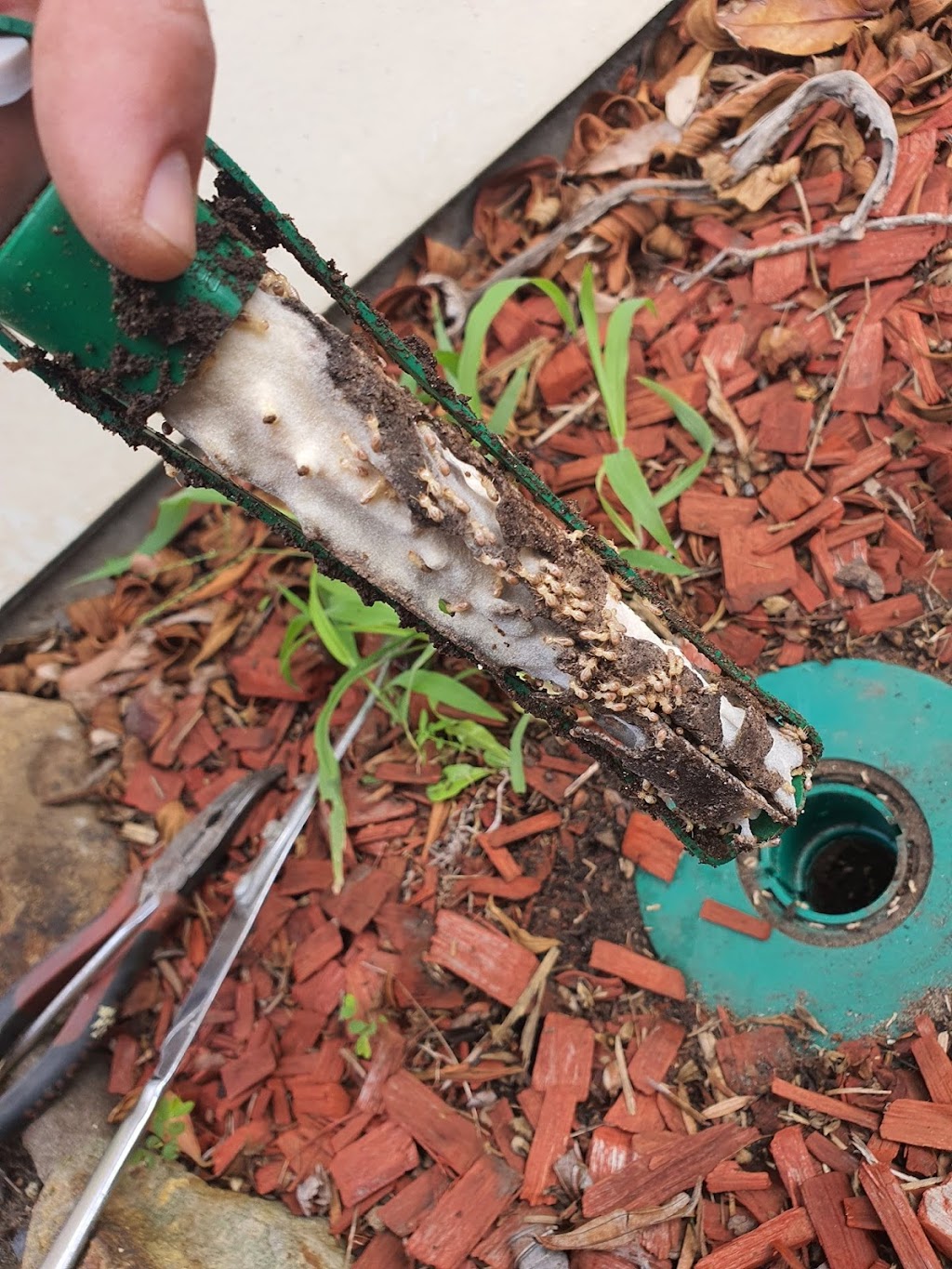 Master Kill Pest Control Maitland | S Seas Dr, Ashtonfield NSW 2323, Australia | Phone: 0447 342 230